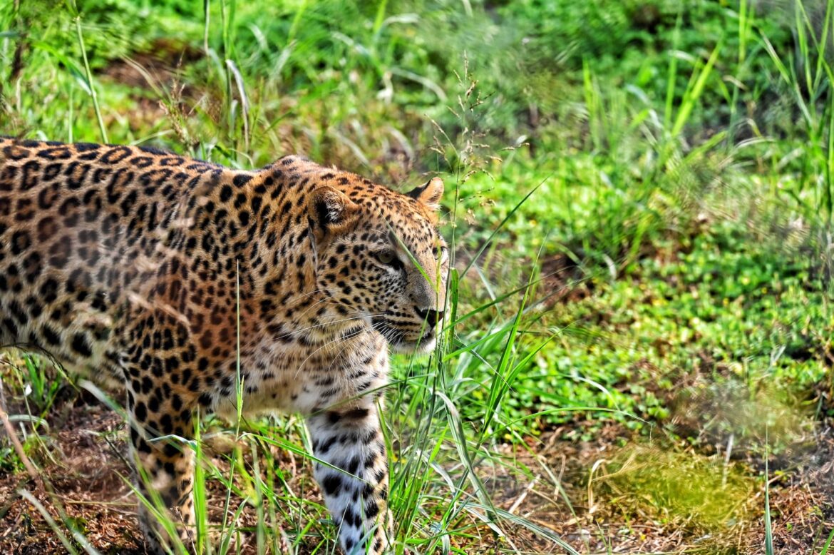 cheetah, cheetah safari, cheetah safaris, kuno national park, madhya pradesh, india, happening heads
