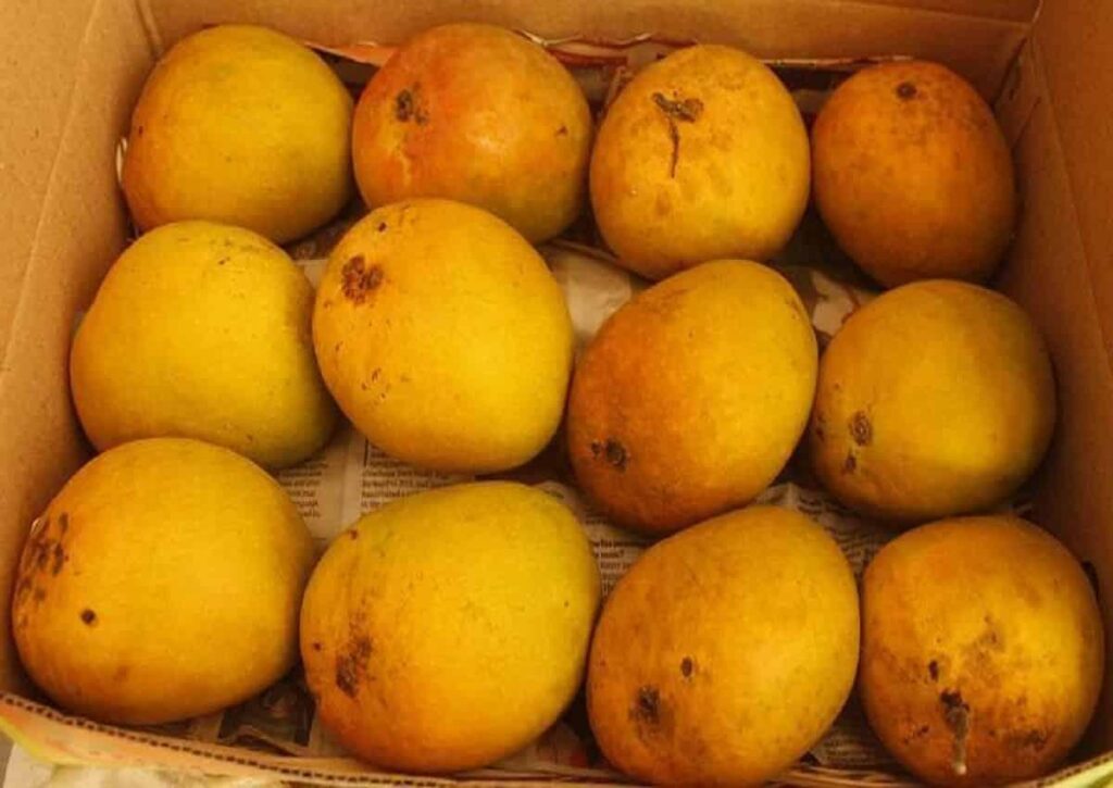 alphonso mango, alphonso mangoes, mango, mangoes, expensive mango, expensive mangoes, most expensive mango, most expensive mangoes, happening heads