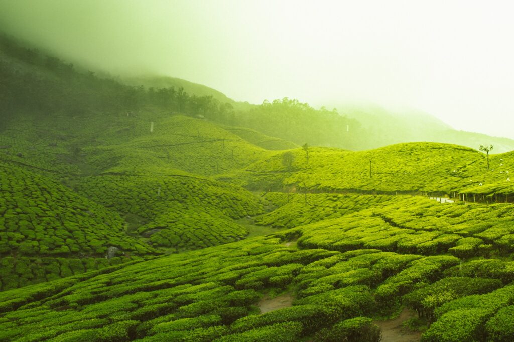munnar, kerala, top 10 indian destinations to visit in january 2024, india, happening heads
